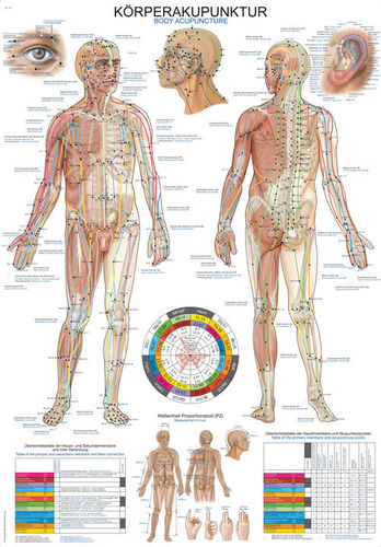 Anatomische Lehrtafel  Körperakupunktur